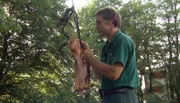 Zur Beschäftigung der Bären hängt Tierpfleger Uwe Fischer die Fleischstücke an einen Baum.