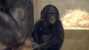 Bonobo-Baby in der Wilhelma.