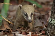 Dieses Baby Coatis ist im Alter der Entwöhnung, als es seiner Mutter in das gefährliche offene Grasland folgen muss, um Nahrung zu finden.