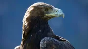 Das sprichwörtliche Adlerauge – eine laufende Maus erkennt der Steinadler aus zwei Kilometern Entfernung.