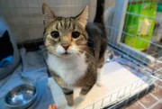Eine Katze, die ganz schnell raus will. Gerade sensible Tiere leiden unter Lärm und Stress im Tierheim.