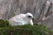 Das Steinadler Küken erblickte das Licht der Welt in einer Felsnische in schwindelnder Höhe.