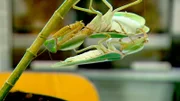 Feste Absichten im Terrarium: Markus plant eine Paarung unter Gottesanbetern. Dabei muss er behutsam vorgehen. Liebe geht durch den Magen - im schlimmsten Fall verspeist das Weibchen das Männchen.