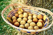 Diese Arancini sind Teigbällchen aus Dinkel mit Fleischfüllung.