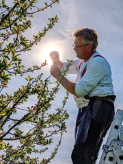 Sepp Wesenauer beim Aufpfropfen eines Apfelzeweiges während des Drehs zu ServusTVs „Anders als Andere“ in der Faistenau, Salzburg, Österreich