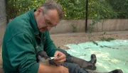 ARD/NDR LEOPARD, SEEBÄR & CO., FOLGE 92, "Otterbabys beim "Kinderarzt"", Das kleine Pinguinküken Marlen soll Schwimmen lernen bei Thomas Feierabend.