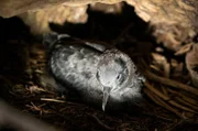 Sturmtaucher sind Seevögel, die in Höhlen am Boden brüten. Im Chagos-Archipel ziehen sie ihre Küken nur auf den Inseln groß, die nicht von Ratten besiedelt sind.