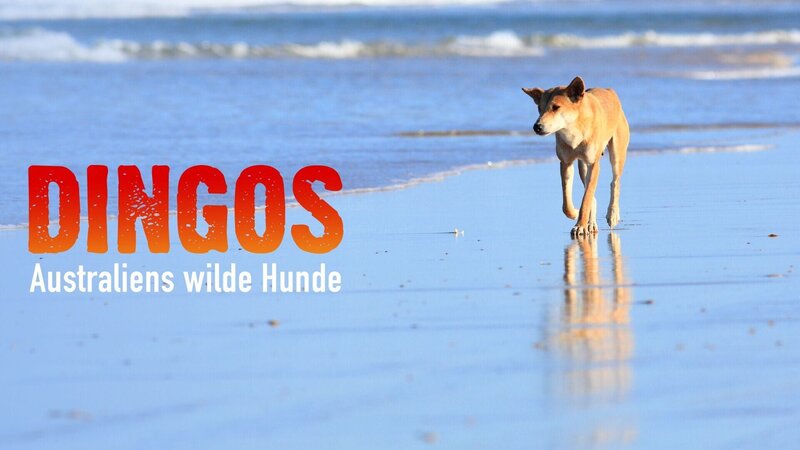 Dingos - Australiens wilde Hunde (A, 2013)