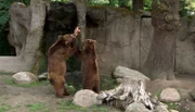 Die Kamtschatkabären Mascha und Leo stürzen sich auf ein vom Baum hängendes Fleischstück.