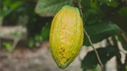Färbt sich die Kakaofrucht gelb, kann sie geerntet werden. In Naturschutzgebieten der Côte D’Ivoire ist der Anbau eigentlich verboten – daran halten sich jedoch nicht alle.