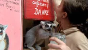 Das kleine Kattababy Mangoky wird von Pflegern als Handaufzucht groß gezogen.