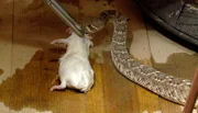 ARD/NDR LEOPARD, SEEBÄR & CO., FOLGE 92, "Otterbabys beim "Kinderarzt"", am Montag (19.03.12) um 16:10 Uhr im ERSTEN. Die Klapperschlangen im Tropen-Aquarium werden mit Ratten gefüttert.