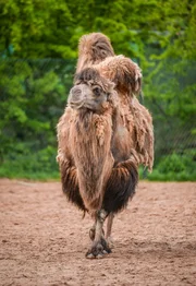 Bactrian camel Becky.