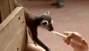 Im Tropen-Aquarium wird das mutterlose Kattababy Mangoky mit Milch versorgt.