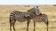Von der unwirtlichen Wüste über die gefährliche Küste bis hin zum weitläufigen Grasland und den artenreichen Korallenriffen: In Afrikas ungezähmter Wildnis kämpfen tagtäglich die beeindruckendsten Spezies unseres Planeten ums Überleben. Foto: Zebra und Kalb stehen zusammen auf Grasebene im Serengeti Nationalpark, Tanzania.