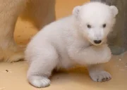 Eisbärbaby Lale.