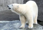 Eisbär Wilbär aus der Wilhelma Stuttgart, mittlerweile ein ausgewachsener Halbstarker.