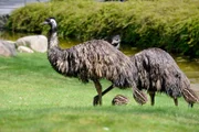 ARD/rbb PANDA, GORILLA & CO., TEIL 259, "Geschichten aus dem Zoo Berlin und Tierpark Berlin", am Donnerstag (22.08.13) um 16:10 Uhr im ERSTEN. Bei den Emus kümmert sich ausschließlich der Emu-Hahn um die eigene Brut und verteidigt seine drei frisch geschlüpften Küken auch schon mal offensiv gegen Reviertierpfleger Christian Möllern.