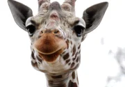 Der Giraffenbulle Kibu aus der Wilhelma.