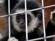 Gibbon.