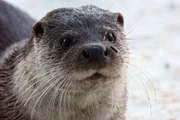 rbb Fernsehen WILDES DEUTSCHLAND, "Der Spreewald", am Montag um 18:40 Uhr. Otter haben keine dicke Fettschicht aber ein extrem dichtes Fell, das sie im Winter vor Kälte schützt.