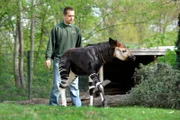 Tierpfleger Steffen Ernst mit Okapi-Kind Bashira