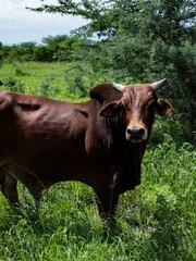 Brahma Bulls grazing in lush green pasture meadow pasture