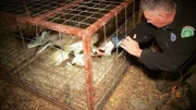 Randolph McGhee versucht, ein Reh zu befreien, das in einer Wildschweinfalle festsitzt