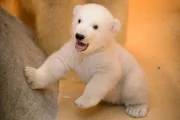Eisbärbaby Lale.