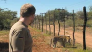 Die Leoparden Dolce und Gabbana müssen ihr Gehege verlassen.