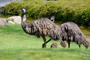 Bei den Emus kümmert sich ausschließlich der Emu-Hahn um die eigene Brut und verteidigt seine drei frisch geschlüpften Küken auch schon mal offensiv gegen Reviertierpfleger Christian Möllern.
