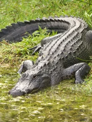 Alligator Entering the Water