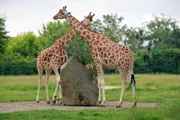 Uganda-Giraffe Lotti hat einen gesunden Bullen namens Eric zur Welt gebracht! Damit ist die Herde im Tierpark inzwischen auf zehn Tiere angewachsen. Die ersten Wochen nach der Geburt müssen Mutter und Kind noch getrennt von den anderen Giraffen im Stall leben. Im Gegensatz zu Halbschwester Jule, die eine Flaschenaufzucht war, klappt bei klein Eric das Milch trinken bei Mama Lotti problemlos. - Bei den Uganda-Giraffen im Tierpark steht wieder Nachwuchs ins Haus.