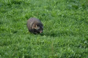 Ein freilebender Marderhund bei Friedland.