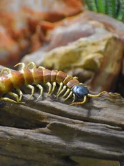 Black-Headed Centipede