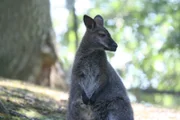 Ein freilebendes Bennetkänguru im Wald um Burg Stargard.
