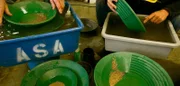 Sifting gold in bowls.