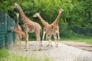 Das neu zusammengelegte Afrikanum-Revier umfasst im Tierpark mittlerweile ganze 91 Tiere! Jeden Morgen nimmt sich Reviertierpflegerin Claudia Walther die Zeit, alle Gehege abzufahren und die vielen verschiedenen Arten zu zählen. Gleichzeitig überprüft sie bei ihrer großen Tour, ob alle ihre Schützlinge auch gesund und munter sind. - Viel Geduld muss Revierchefin Claudia Walther beim abendlichen Einsperrritual der Giraffen im Tierpark mitbringen.