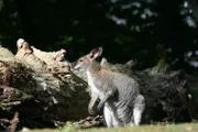Ein freilebendes Bennetkänguru sitzt auf einer Lichtung in einem Eichenwald in Mecklenburg-Vorpommern.