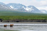 Eine Bärin durchquert mit ihrem Jungen das Watt des McNeil-Flusses in Alaska – ein Gebiet, das sich nach dem Rückzug der Gletscher in ein reiches Ökosystem verwandelt hat.