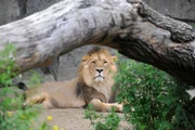 Jungtiere heran zu züchten ist das erklärte Ziel bei der asiatischen Löwengruppe im Tierpark. Doch dafür müsste Raubkatzen-Mann Boris endlich seine Schüchternheit ablegen.