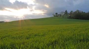 Ein Kornfeld vor einem Bauernhof.