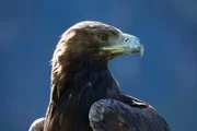 Der Steinadler - König der Lüfte. Das sprichwörtliche Adlerauge - eine laufende Maus erkennt der Steinadler aus zwei Kilometern Entfernung.