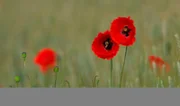 Klatschmohn findet man häufig in Kornfeldern.