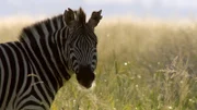 Ein Zebra steht in der Savanne.