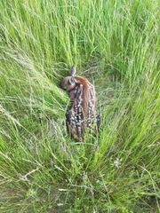Ein Rehkitz duckt sich im Gras. Ein guter Schutz vor natürlichen Feinden, aber nicht vor der Mähmaschine.