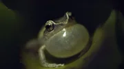 Laut quakender Coqui-Frosch.
