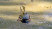 Ein Schlammspringer liegt auf dem Schlamm.