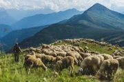 Ein Hirte mit seiner Schafherde auf einem windgepeitschten Höhenzug – dort, wo einst Gletscher lagen, beginnt neues Leben zu wachsen.