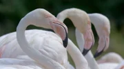 Drei Flamingos stehen nebeneinander.